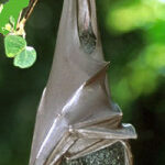 Why Bat Hangs Upside Down